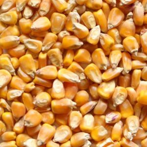 Maize Grain (Whole Corn)