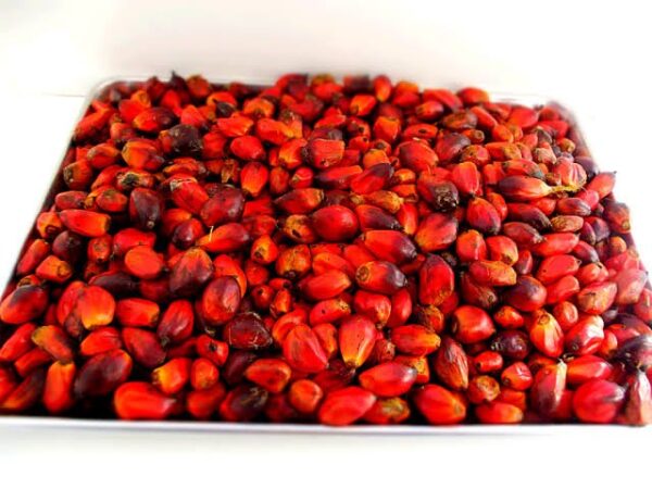 Palm Kernel Nut (For Banga Soup)